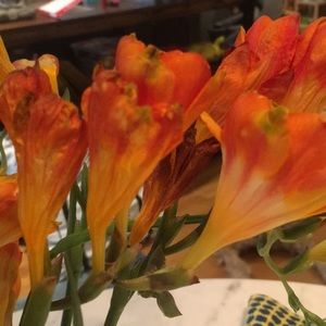 Meet your Posher, Noreen